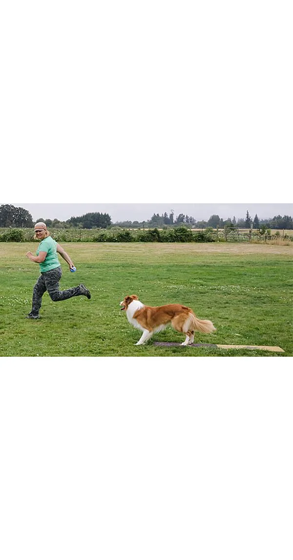Independent Stopped Dogwalks