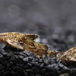 Indian Butterfly Catfish (Erethistes hara)