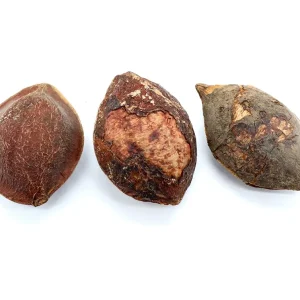 Indian Catappa Seed Pods