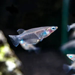 Indian Ricefish (Oryzias dancena)