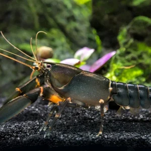 Indigo Blue AKA Black Scorpion Crayfish (Cherax holthuisi)