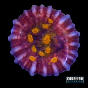 Indo - Chalice Cultured Type 2