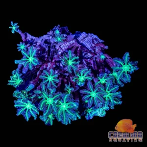Indo - Rock Glove Polyp
