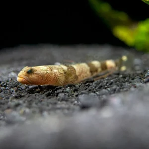 Indonesian Dragon Micro Goby (Schismatogobius risdawatiae)