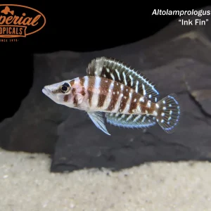 Ink Fin Calvus