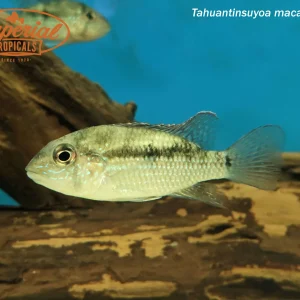 Inka Stone Fish