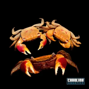 Invert - Crab Indian Golden Claw