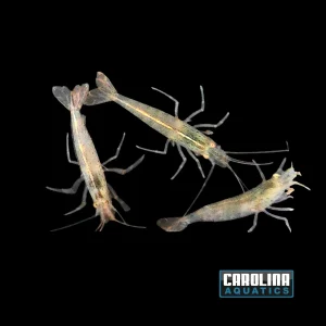 Invert - Shrimp Amano