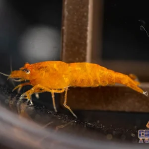 Invert - Shrimp Orange