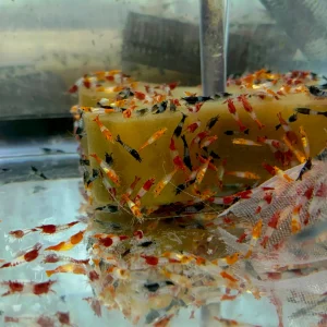 Invert - Shrimp Rili Asstd Colors