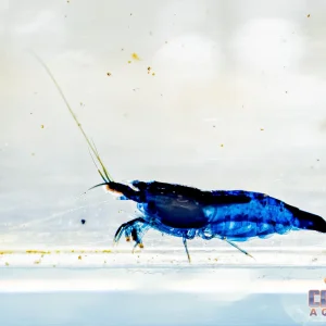 Invert - Shrimp Rili Blue