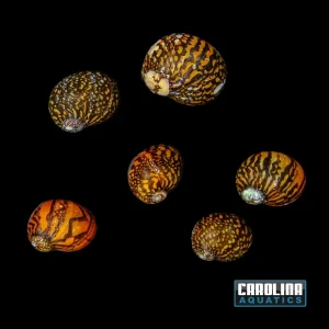Invert - Snail Batik Nerite