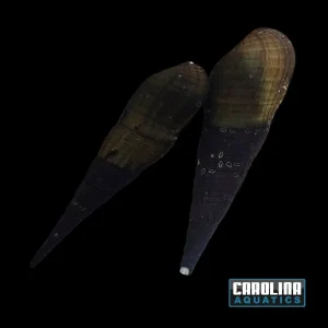 Invert - Snail Chopstick