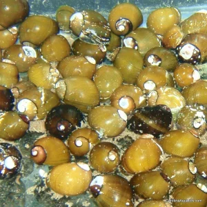 Invert - Snail Freshwater Olive Nerite