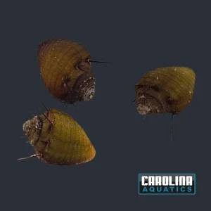 Invert - Snail Hairy Nerite