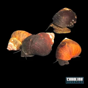 Invert - Snail Triangle Rabbit
