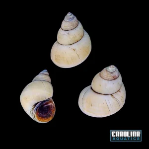Invert - Snail White Wizard