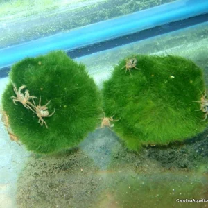 Invert - Thai Micro Spider crab