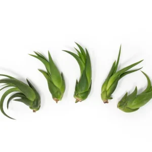 Ionantha Scaposa Tillandsia Air Plants