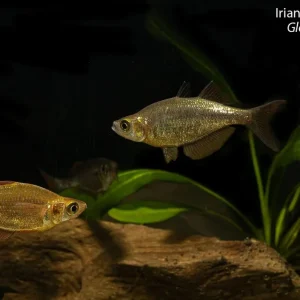 Irian Red Rainbowfish