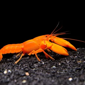 Irianto Red Crayfish (Cherax snowden)