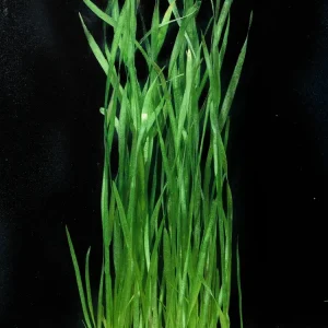 Italian Vallisneria | SD-2