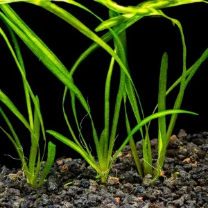 Italian Vallisneria (Vallisneria spiralis), Bare Root