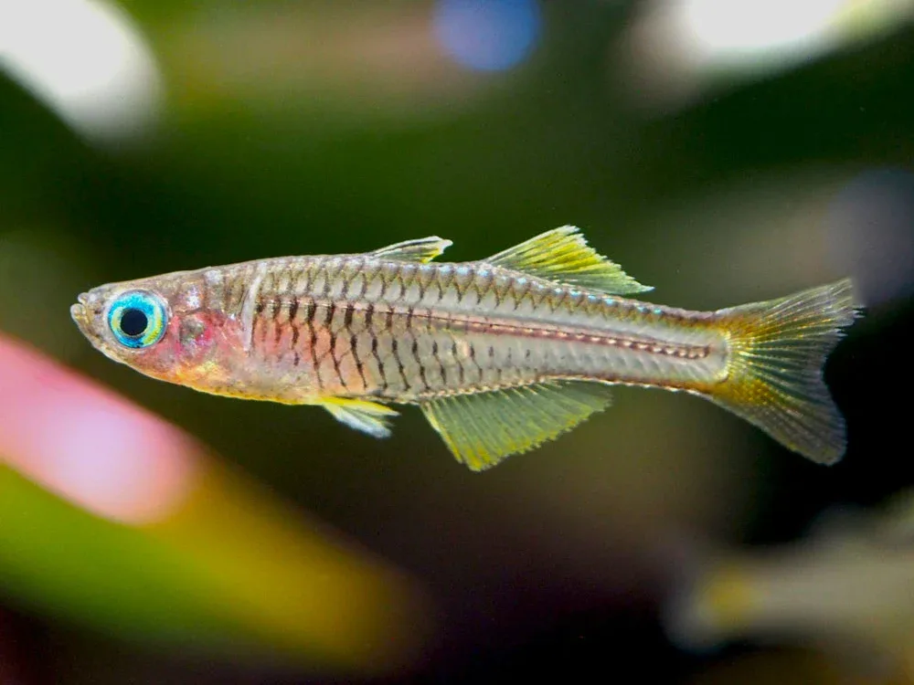 Ivantsoff's Blue Eye Rainbowfish (Pseudomugil ivantsoffi) - Tank-Bred! - Image 2