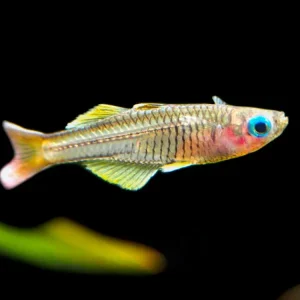 Ivantsoff's Blue Eye Rainbowfish (Pseudomugil ivantsoffi) - Tank-Bred!