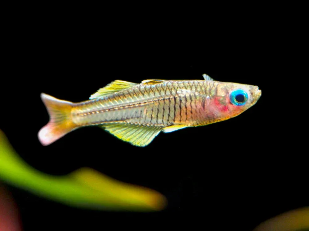 Ivantsoff's Blue Eye Rainbowfish (Pseudomugil ivantsoffi) - Tank-Bred!