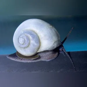 Ivory Mystery Snail