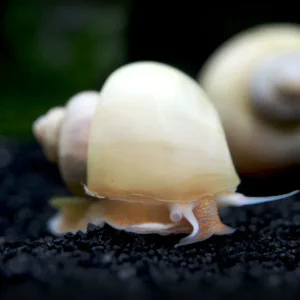 Ivory White Mystery Snails (Pomacea bridgesii) - Tank-Bred!