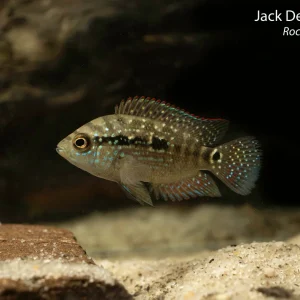 Jack Dempsey Cichlid