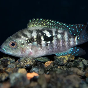 Jack Dempsey Cichlid (Rocio octofasciata), Tank-Bred