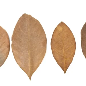Jackfruit Leaves