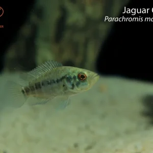 Jaguar Cichlid