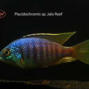 Jalo Reef Hap