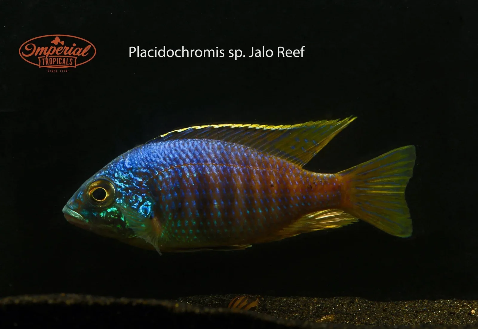 Jalo Reef Hap