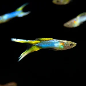 Japan Blue Double Sword Endler’s Livebearer, Male, Type I (Poecilia wingei "Japan Blue Double Sword") - Tank-Bred!
