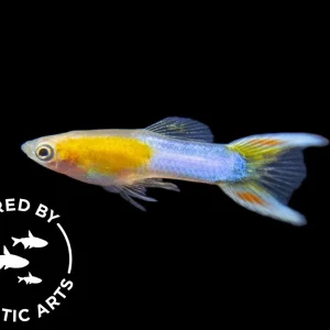 Japan Blue Gold Double Sword Guppy (Poecilia reticulata), Bredby: Aquatic Arts
