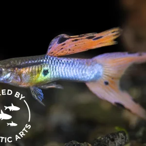 Japan Blue Red Double Sword Guppy (Poecilia reticulata), BREDBY: Aquatic Arts