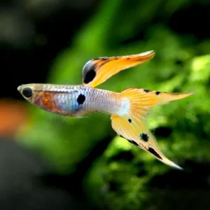 Japan Blue Red Double Sword Guppy (Poecilia reticulata "Japan Blue Red Double Sword"), Males and Females - Tank-Bred!