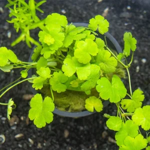 Japanese Dwarf Pennywort (Hydrocotyle tripartita var. “Japan”), potted