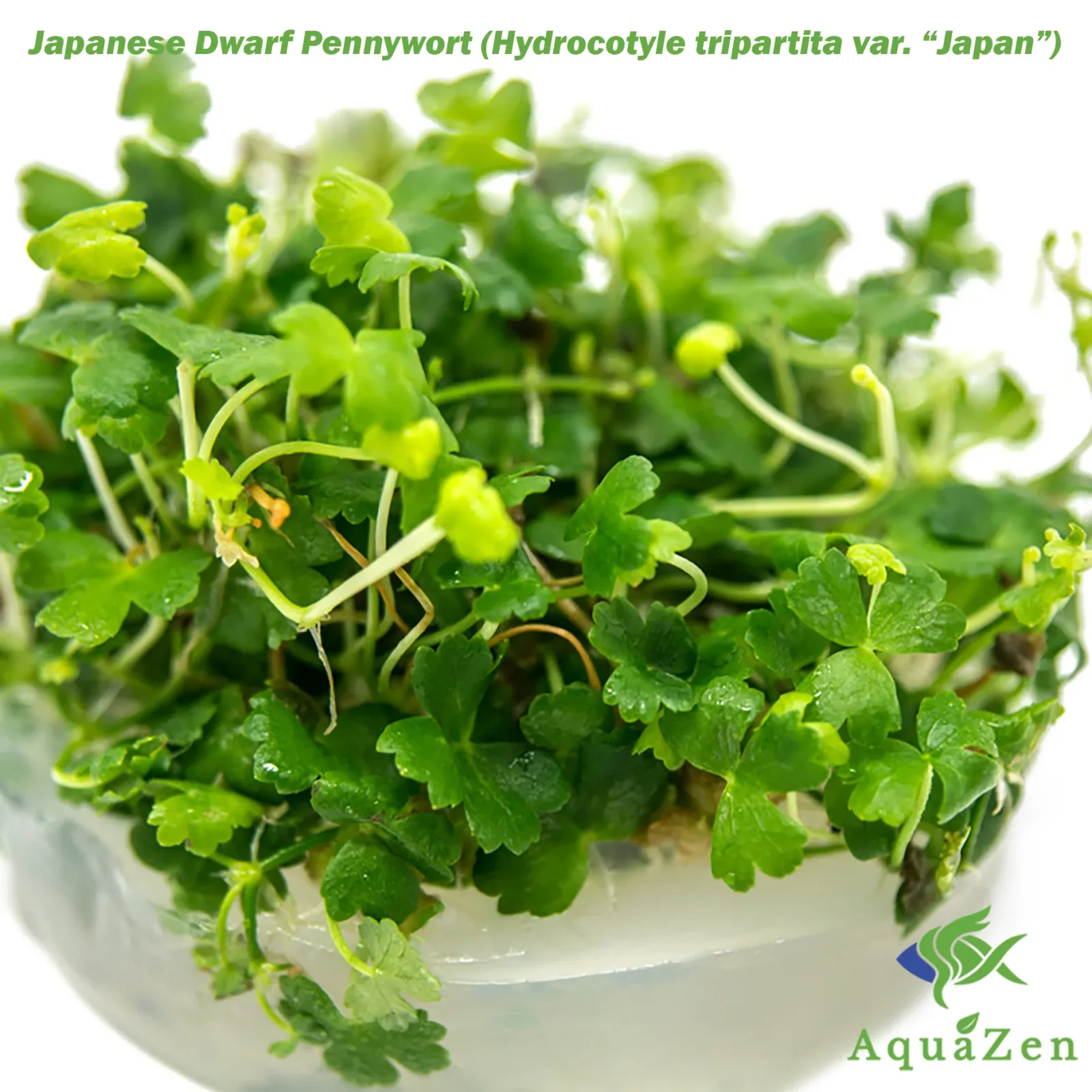 Japanese Dwarf Pennywort (Hydrocotyle tripartita var. “Japan”) Tissue Culture - Image 2