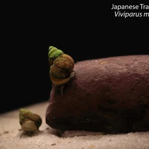 Japanese Trapdoor Snail