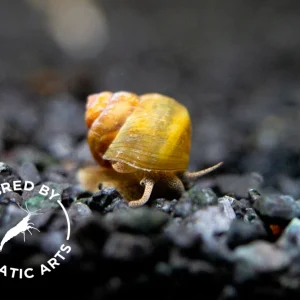 Japanese Trapdoor Snail (Sinotaia quadrata), BREDBY: Aquatic Arts