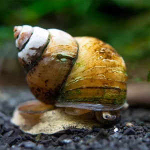 Japanese Trapdoor Snail (Sinotaia quadrata) - Tank Bred!