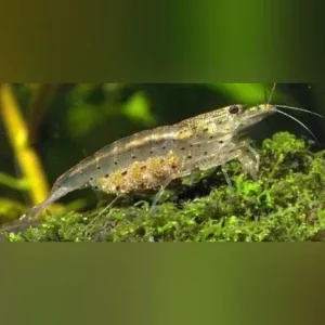 Japonica Shrimp (Lot of 6)