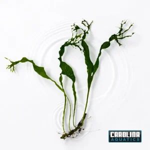 Java Fern Lace