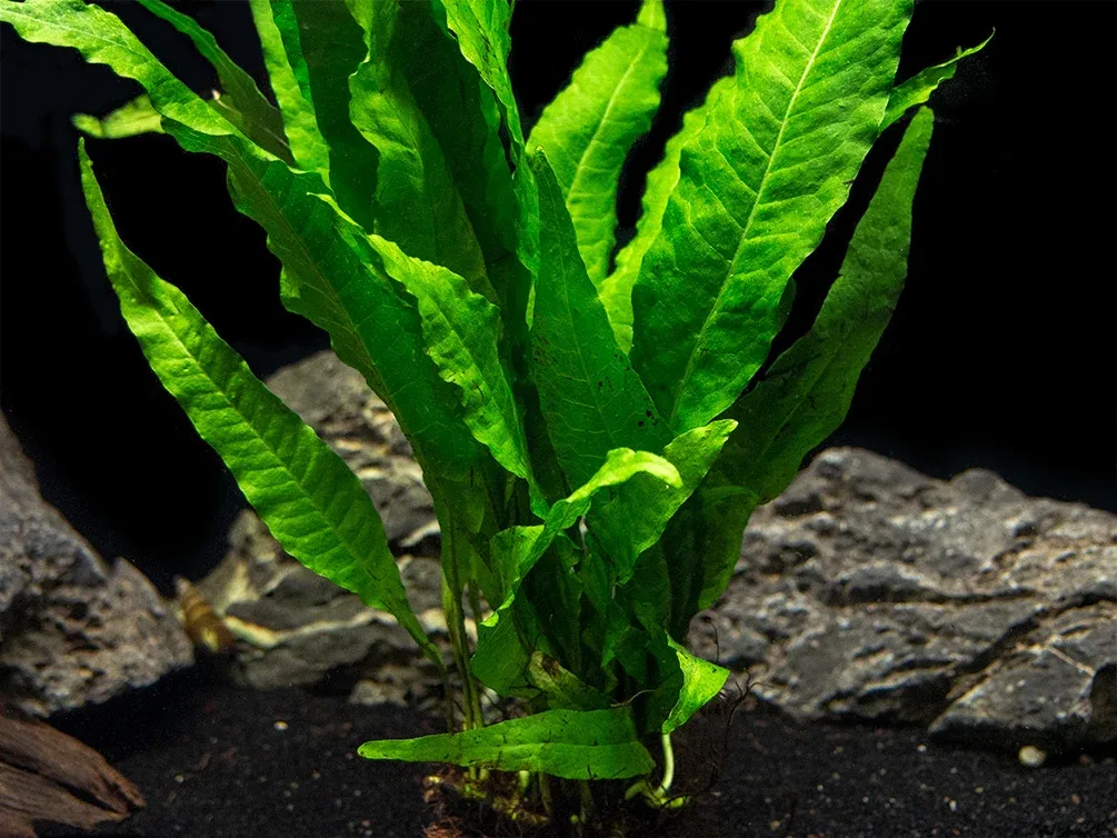 Java Fern Mat (Microsorum pteropus) - Image 2